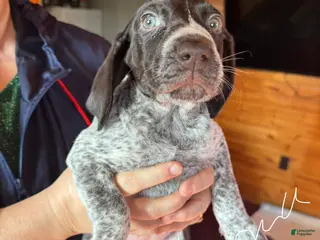 German Shorthaired Pointer dogs for sale: German Shorthaired Pointer Puppy 4 - Ad 2