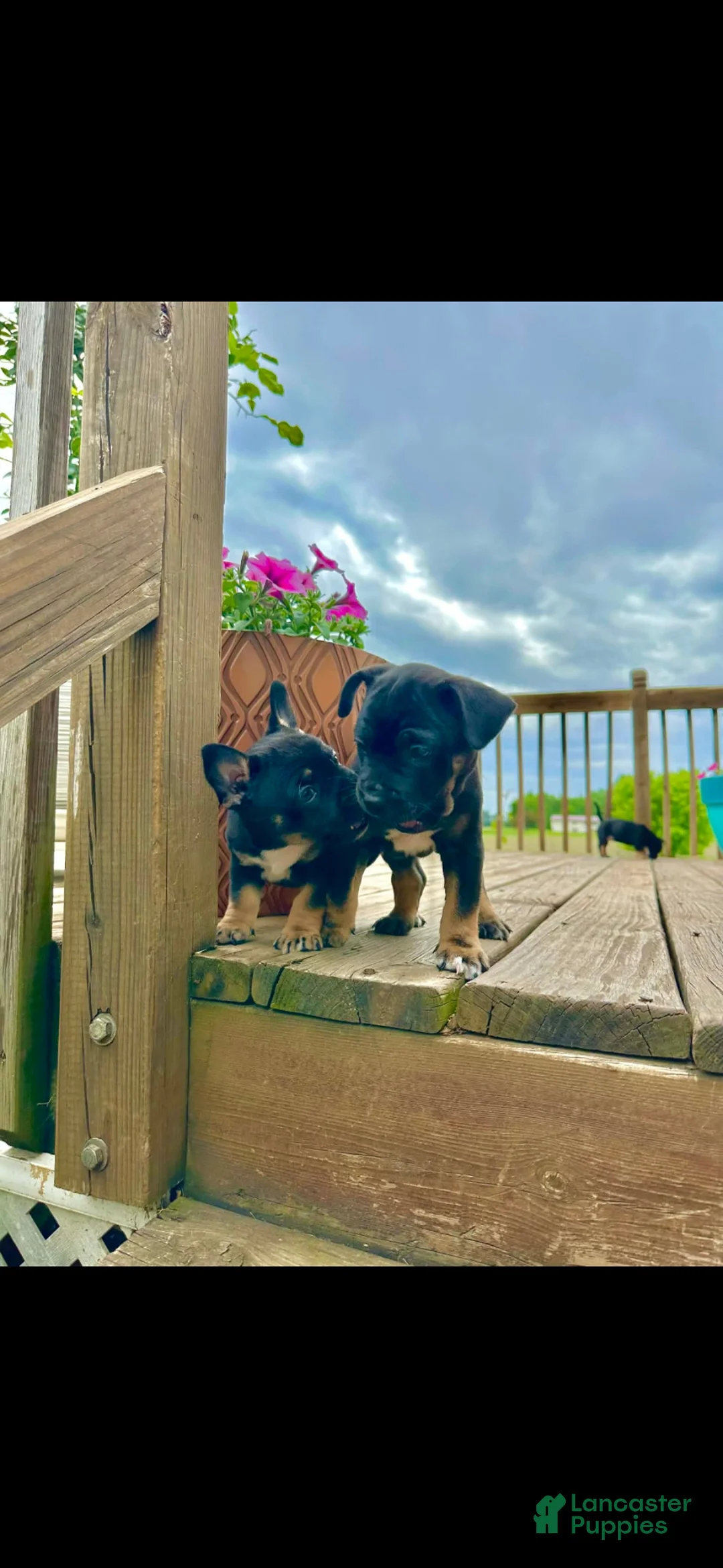 Mixed Breed dogs for sale: Mixed Breed Puppy 2 - Ad 4