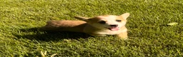 Welsh Corgi Pembroke dogs for sale: Lucy - Ad 17