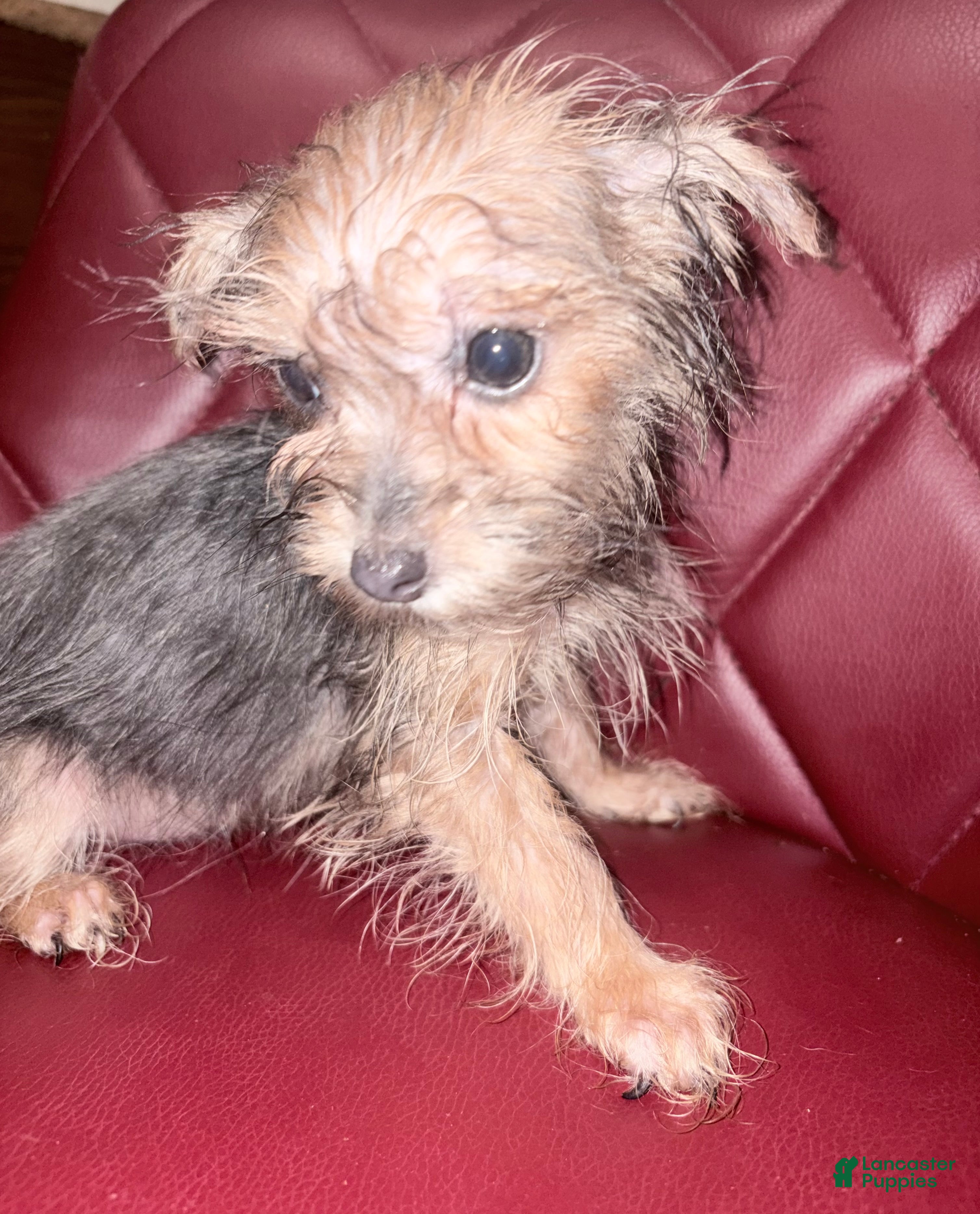 Morkie dogs Jax - Ad 25