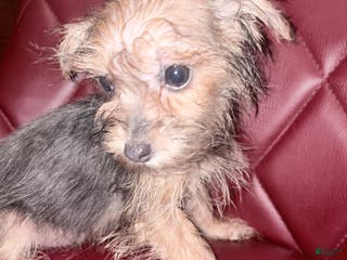 Morkie dogs Jax - Ad 25
