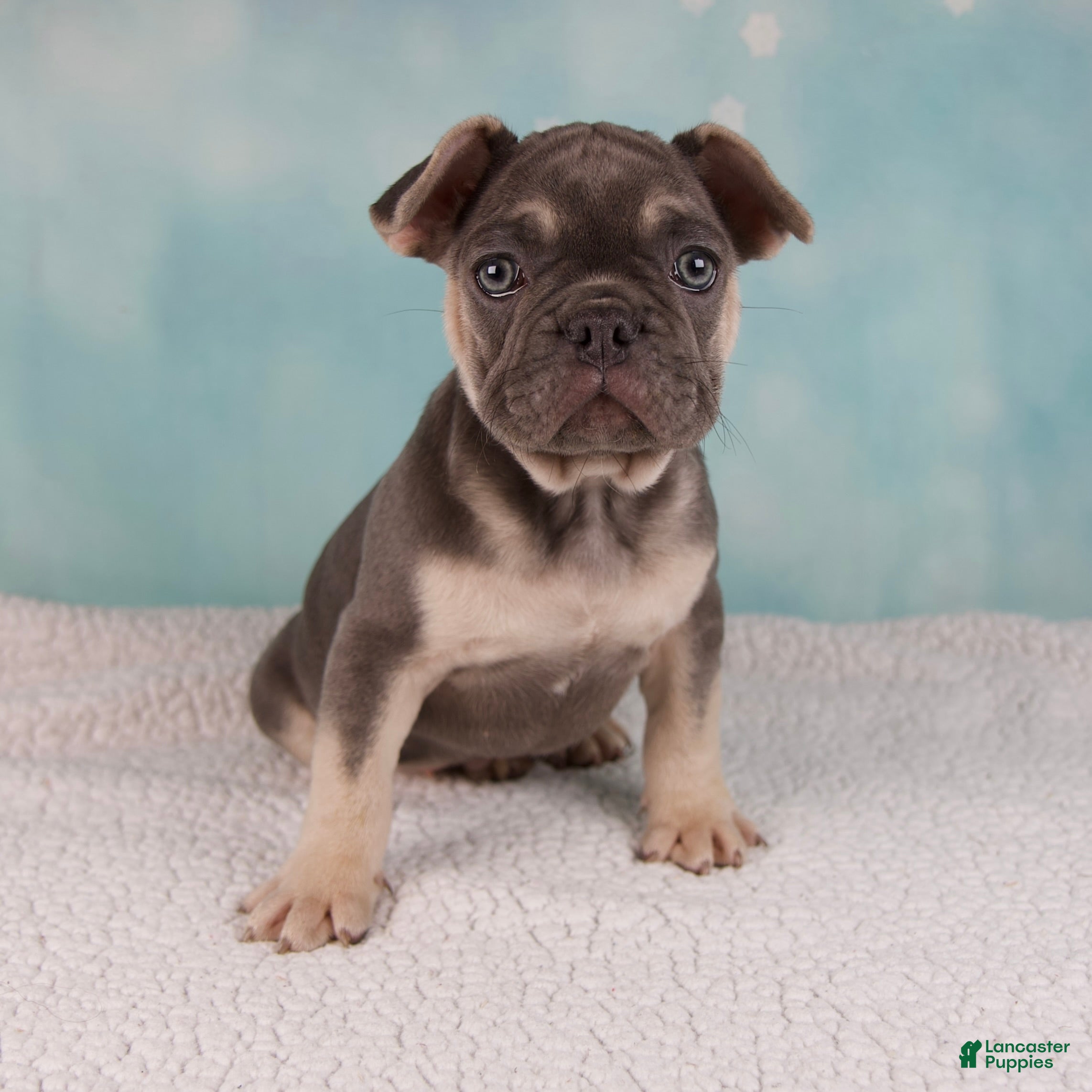 French Bulldog Puppies for sale in Pittsburgh, Pennsylvania