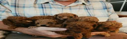 Toy Poodle dogs for sale: Toy Poodle 1 - Ad 7
