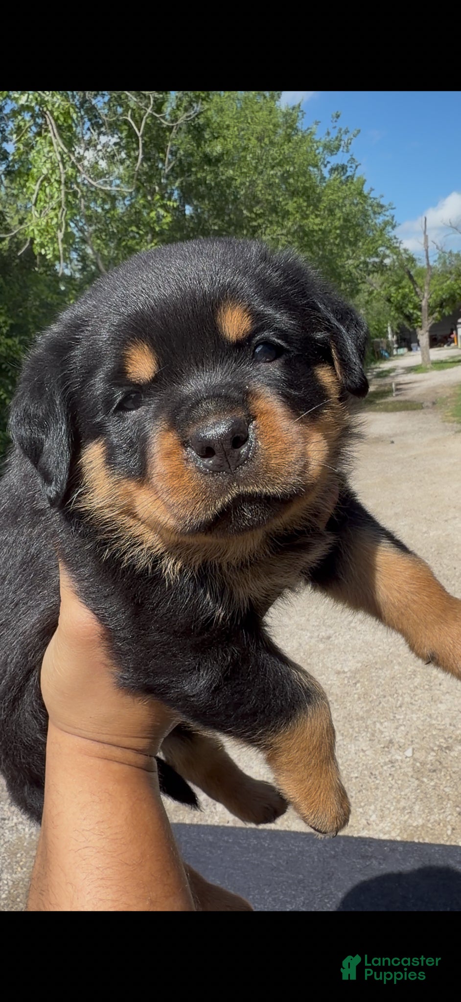 Rottweiler dogs Rocky - Green Collar  - Ad 3