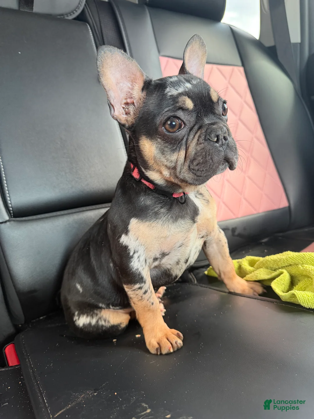 French Bulldog dogs for sale: Nike - Ad 1