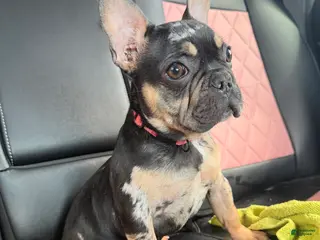 French Bulldog dogs Nike - Ad 6