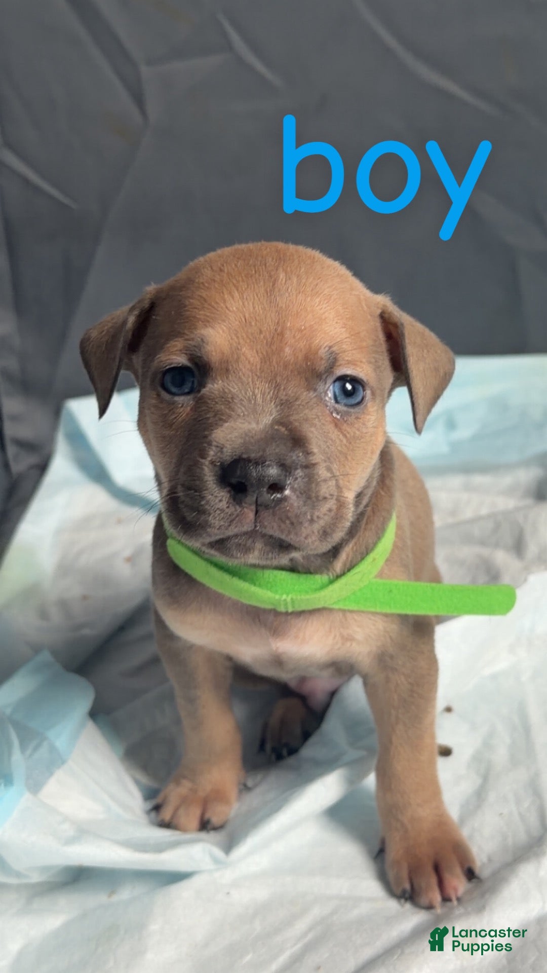 Mixed Breed dogs Mixed Breed 4 - Ad 17