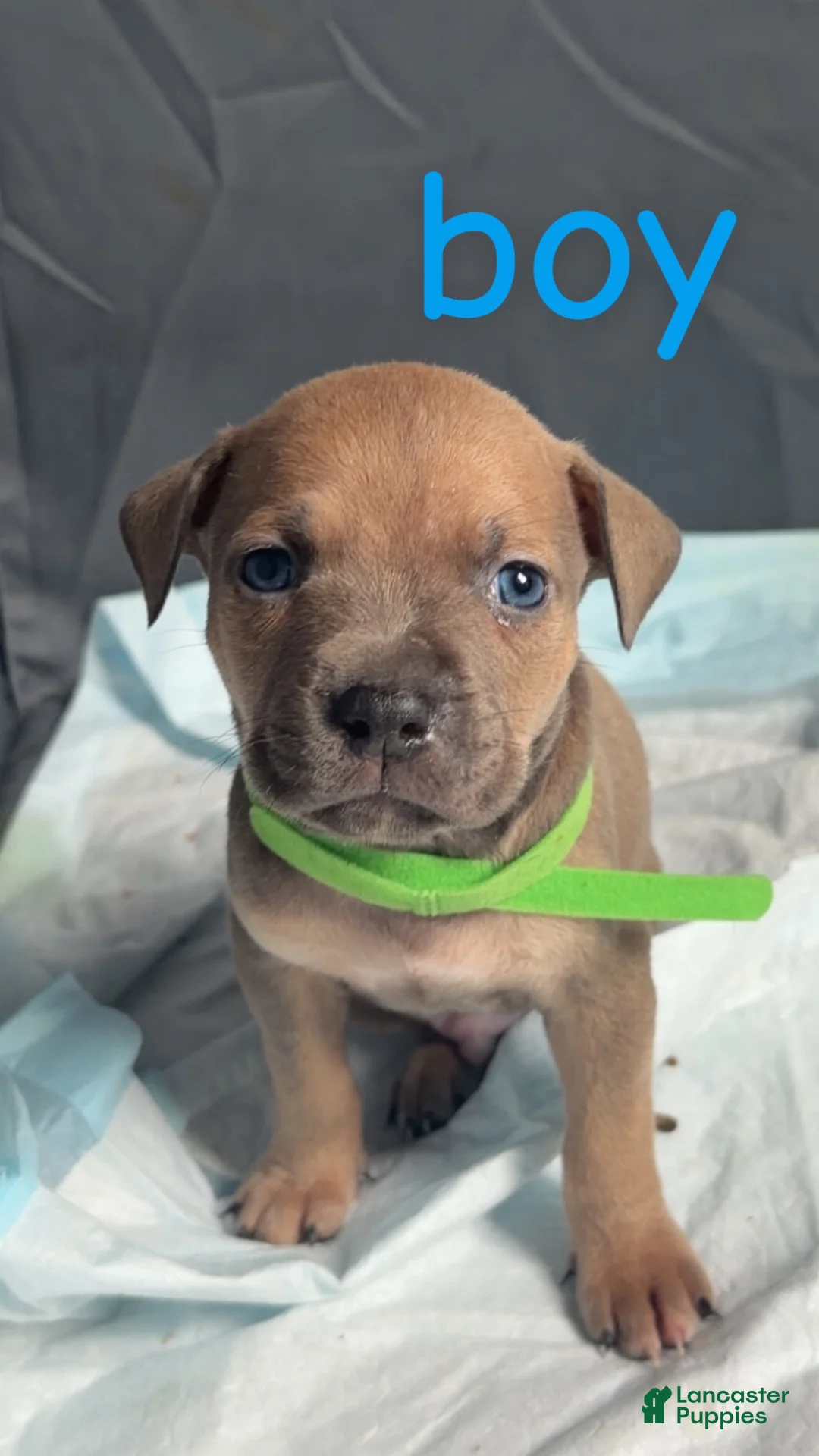 Mixed Breed dogs for sale: Mixed Breed 4 - Ad 1
