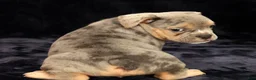 Beabull dogs for sale: Captain - Ad 7