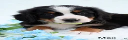 Bernese Mountain Dog dogs for sale: Max - Ad 4