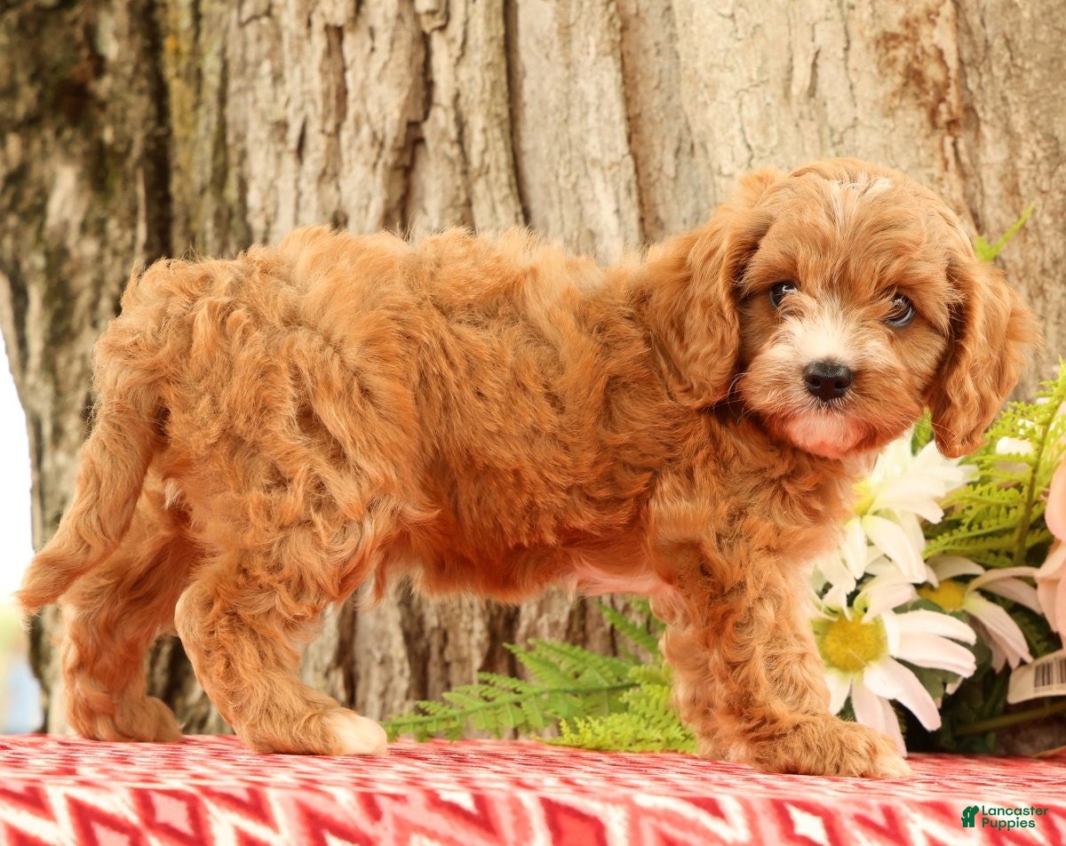 Cavapoo dogs Jasper - Ad 1