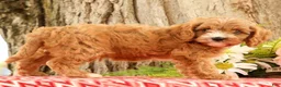 Cavapoo dogs for sale: Jasper - Ad 1