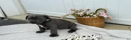 Cane Corso dogs for sale: Bruno - Ad 16