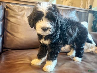 Bernedoodle dogs Australian Mountain Doodle Fuller - Ad 12
