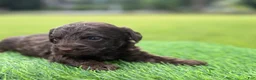 Cockapoo dogs for sale: Nash - Ad 6