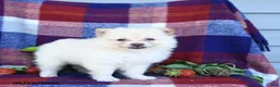 Pomeranian dogs for sale: Foxy - Ad 3