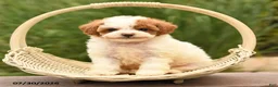 Toy Poodle dogs for sale: Tiny Magic - Ad 4