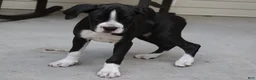 Boxer dogs for sale: Frank - Ad 1
