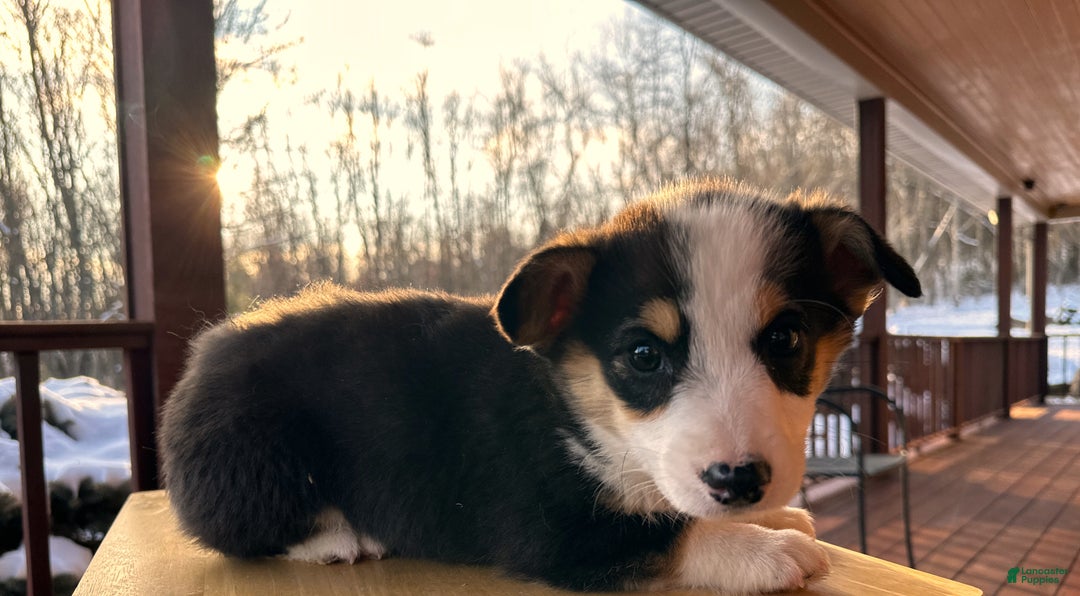 Welsh Corgi Pembroke dogs for sale: Banner - Ad 3
