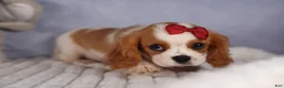 Cavalier King Charles Spaniel dogs for sale:  Nugget🐾 - Ad 16