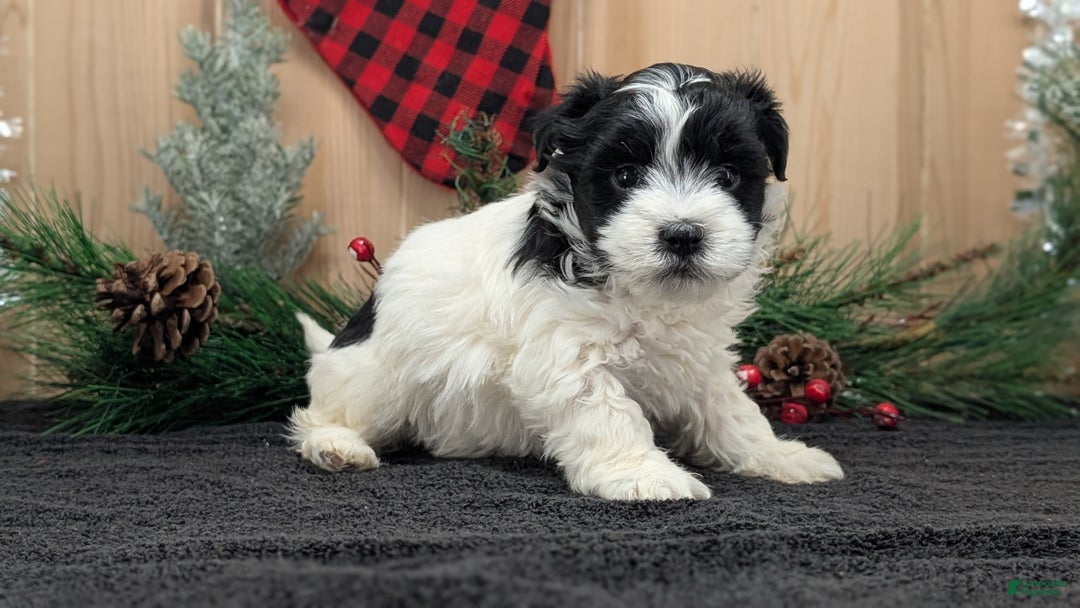Havanese dogs for sale: Zya - Ad 3