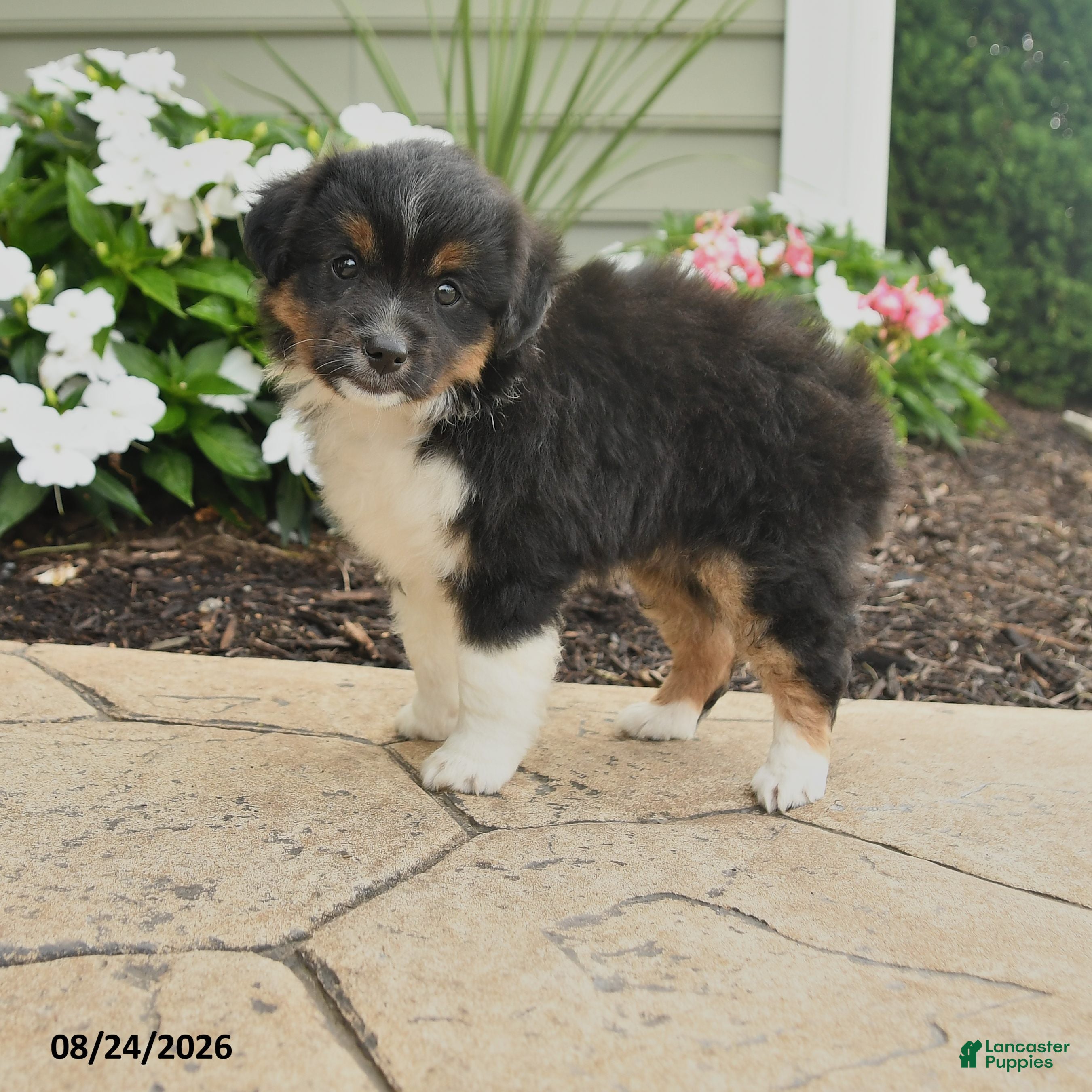 Miniature Australian Shepherd dogs Peggy - Ad 1