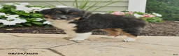 Miniature Australian Shepherd dogs for sale: Peggy - Ad 1
