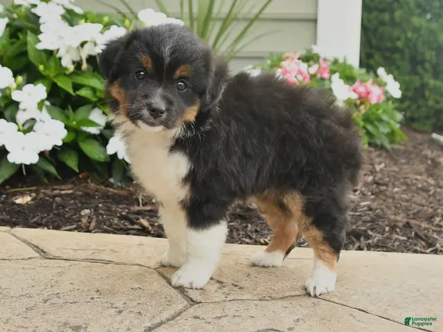 Miniature Australian Shepherd dogs for sale: Peggy - Ad 1
