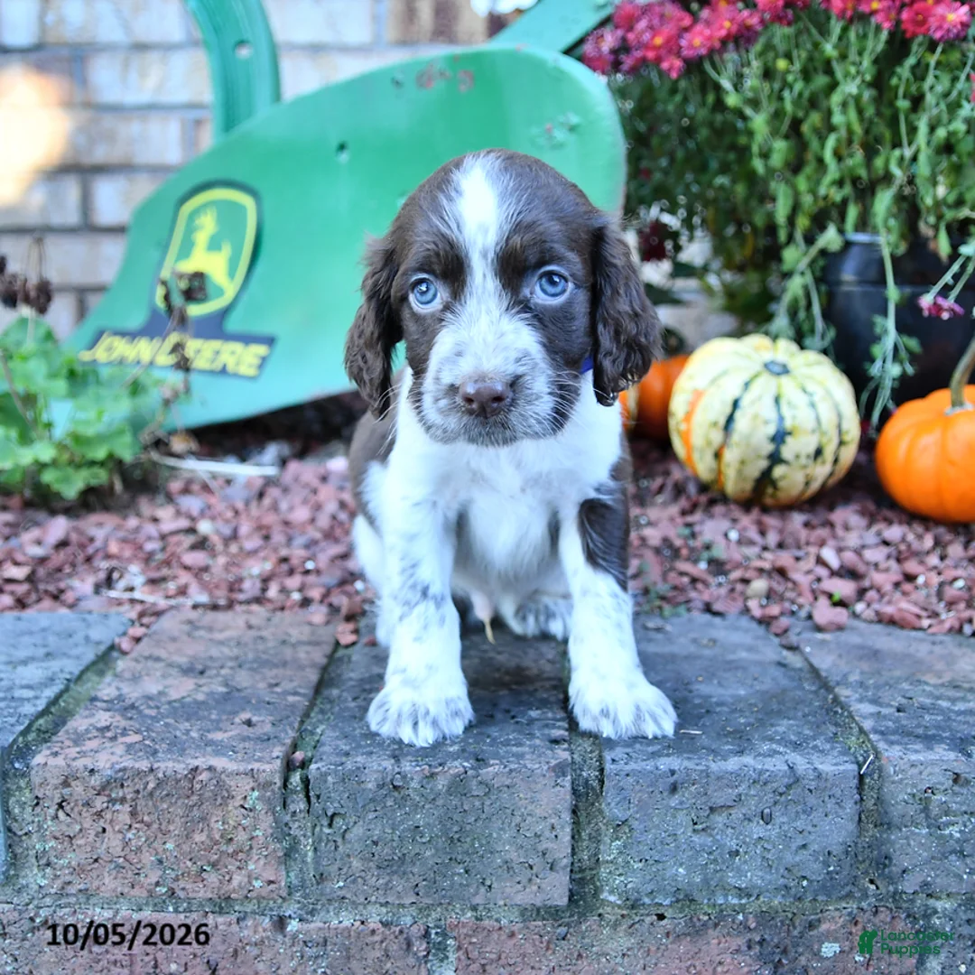 English Springer Spaniel dogs for sale: Freckles - Ad 2