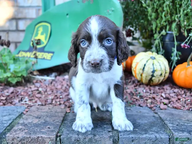 English Springer Spaniel dogs for sale: Freckles - Ad 2