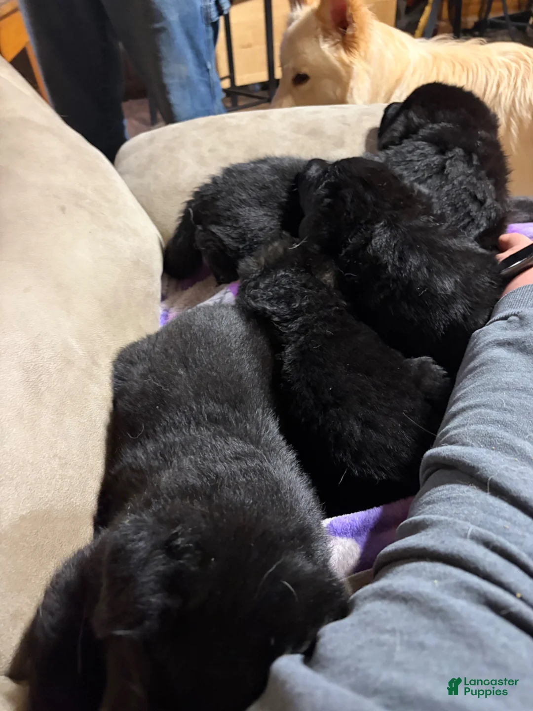 German Shepherd dogs for sale: German Shepherd Puppy 2 - Ad 1