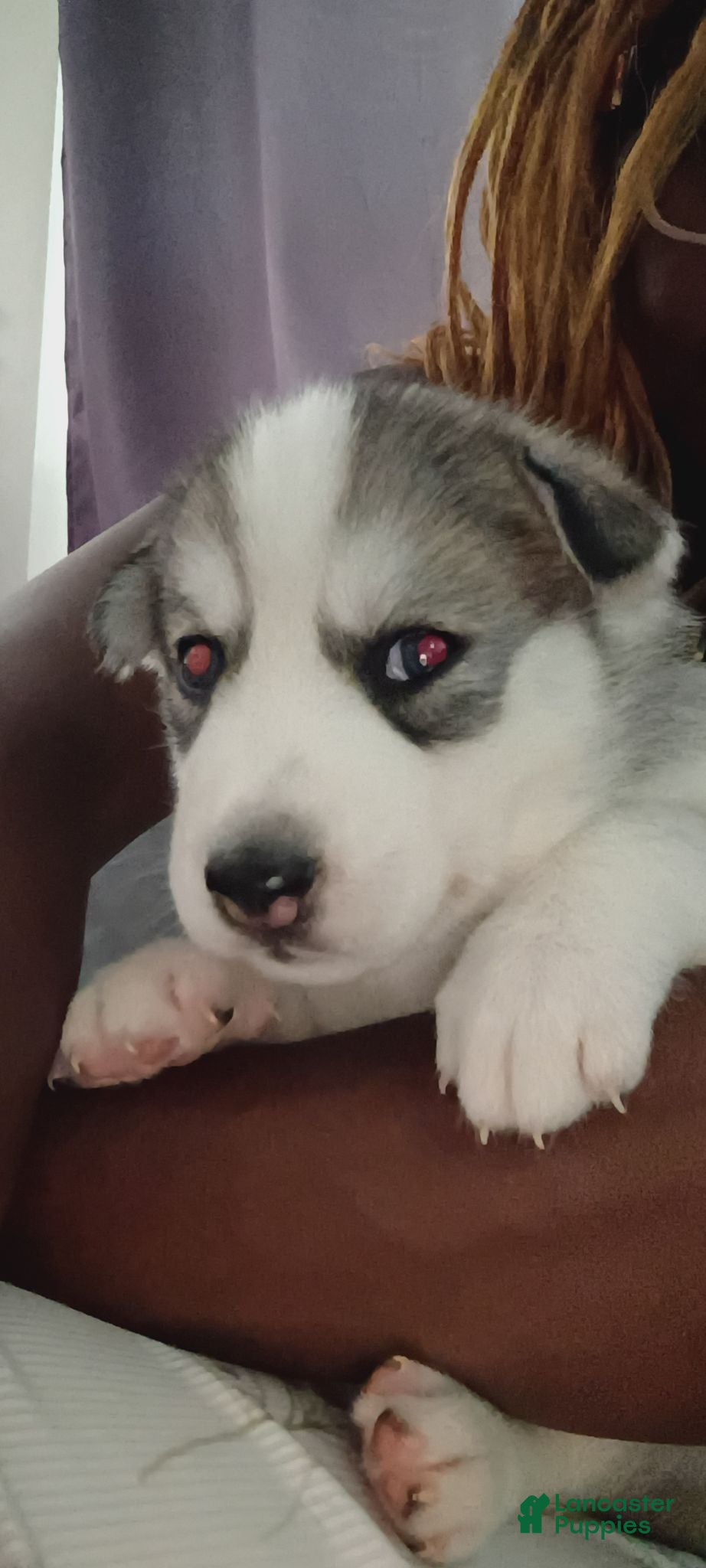 Siberian Husky dogs Siberian Husky 4 - Ad 1