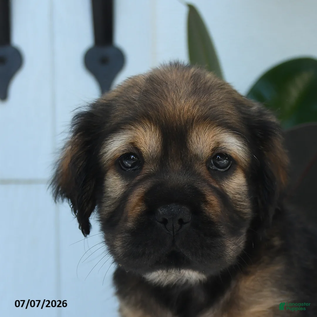 Mini Hippo dogs for sale: Chloe - Ad 2