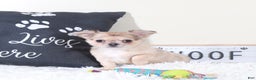 Chihuahua dogs for sale: Chihuahua Puppy Avery - Ad 1