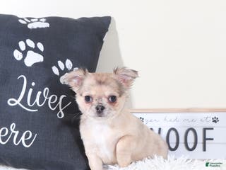 Chihuahua dogs Chihuahua Puppy Avery - Ad 15