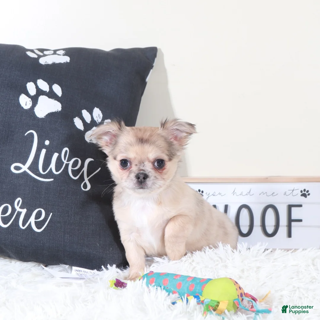 Chihuahua dogs for sale: Chihuahua Puppy Avery - Ad 1