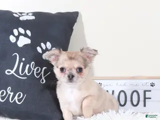 Chihuahua dogs Chihuahua Puppy Avery - Ad 2