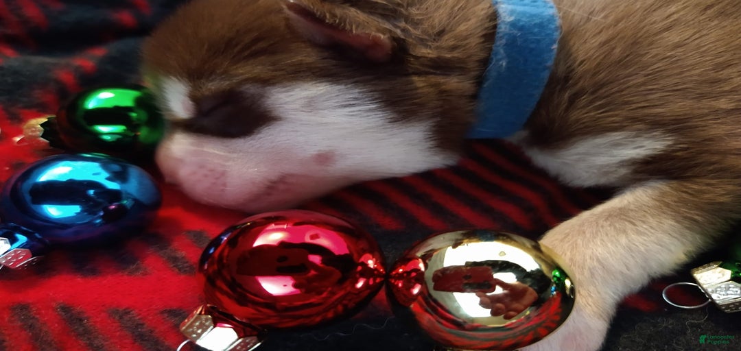 Gallery Image {{count}}