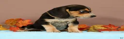 Beagle dogs for sale: Delight - Ad 4