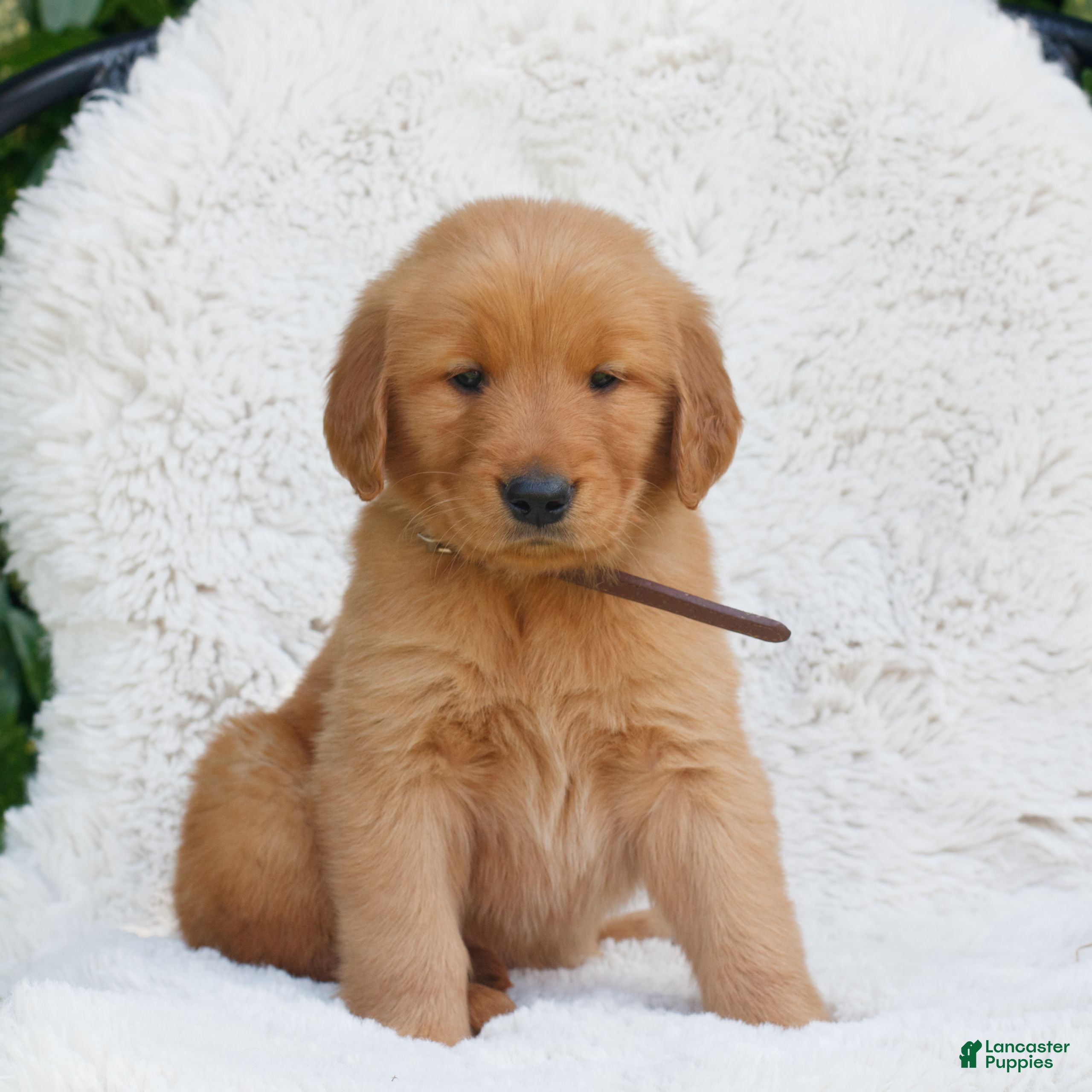 Golden Retriever dogs Preston  - Ad 1