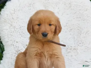Golden Retriever dogs for sale: Preston - Ad 3