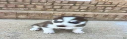 Siberian Husky dogs for sale: Diesel - Ad 5