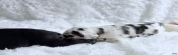 Great Dane dogs for sale: Athena - Ad 5
