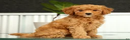 Mini Goldendoodle dogs for sale: Sage - Ad 3