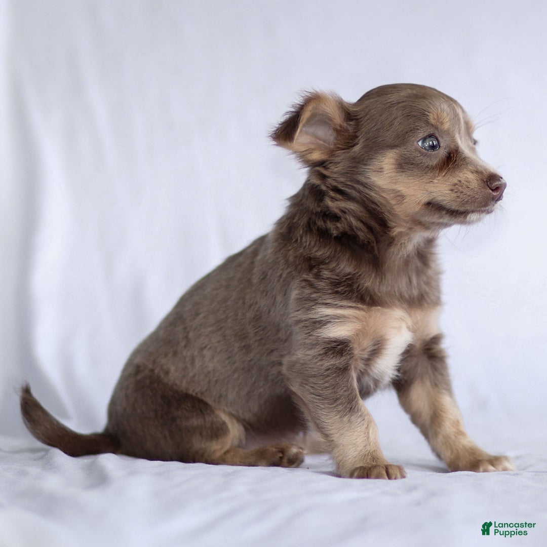 Chihuahua dogs for sale: Pamela - Ad 13