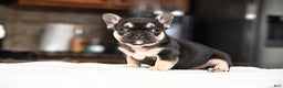 French Bulldog dogs for sale: Carmen  - Ad 16