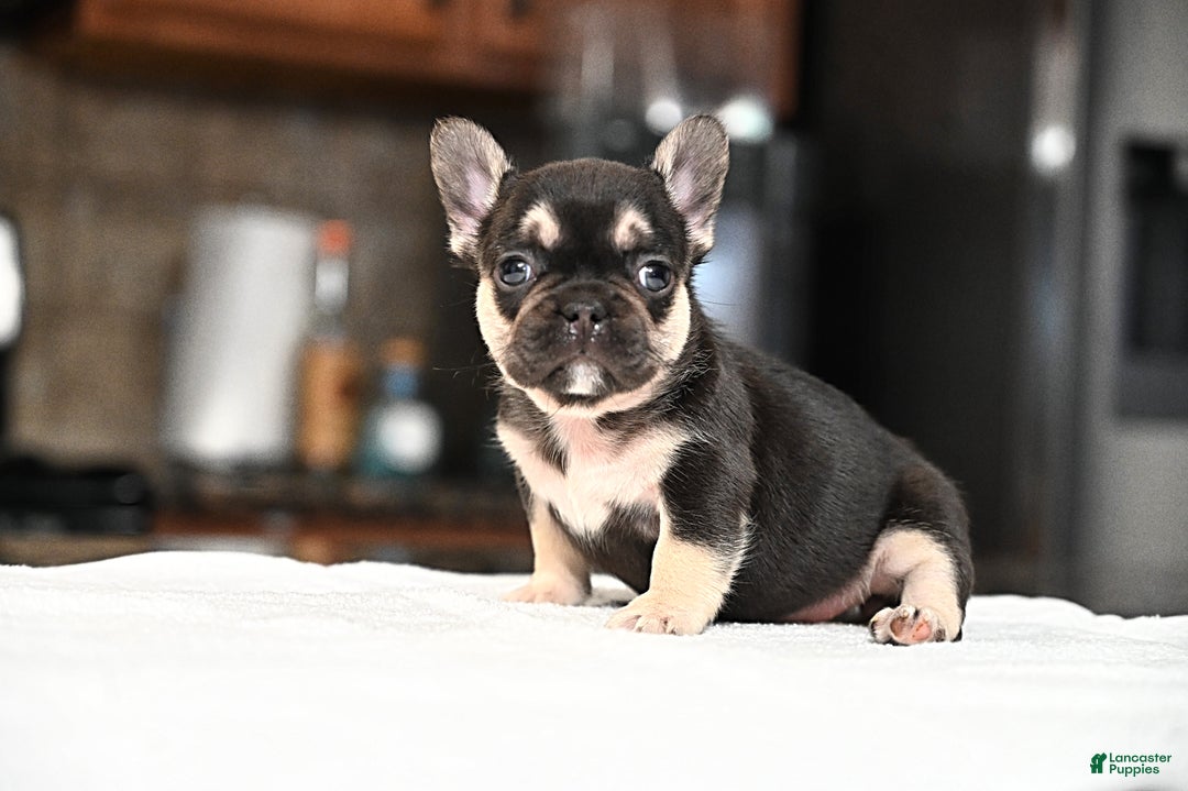 French Bulldog dogs for sale: Carmen  - Ad 16
