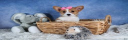 Welsh Corgi Pembroke dogs for sale: Lexi - Ad 5
