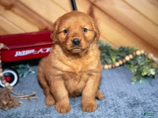 Golden Retriever dogs Buster - Ad 41