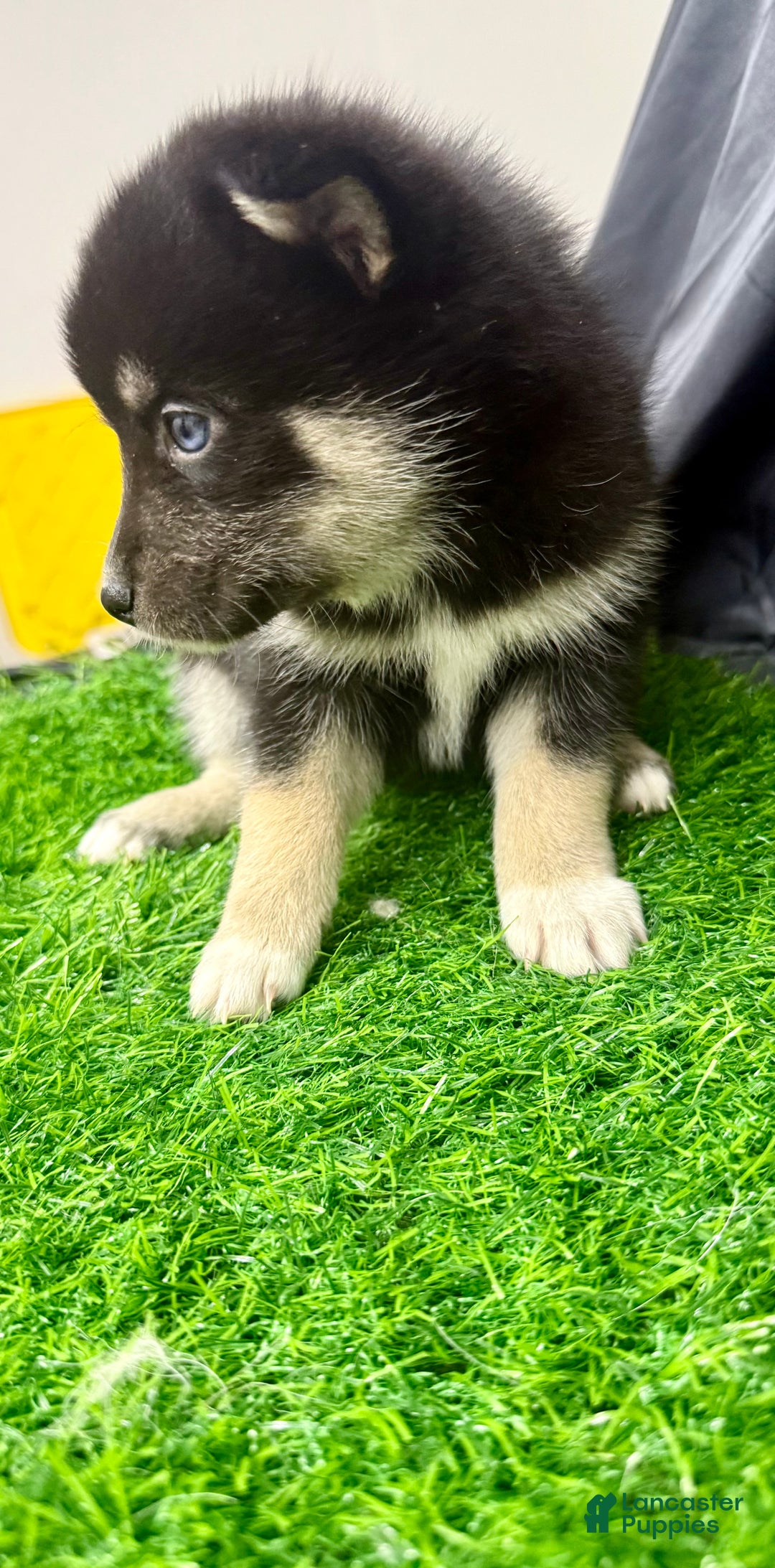 Mixed Breed dogs for sale: Sugar  - Ad 11